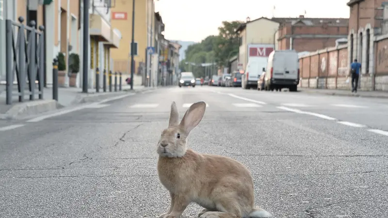 Via Milano, un coniglio attraversa la strada all'alba