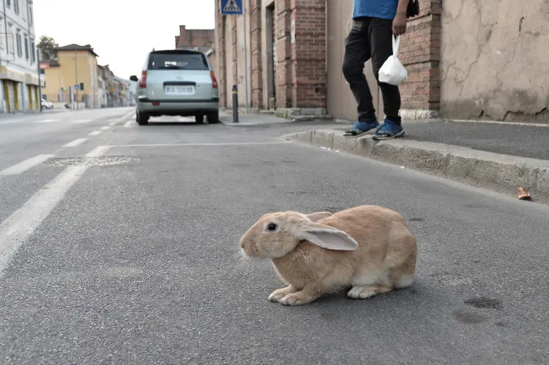 Via Milano, un coniglio attraversa la strada all'alba