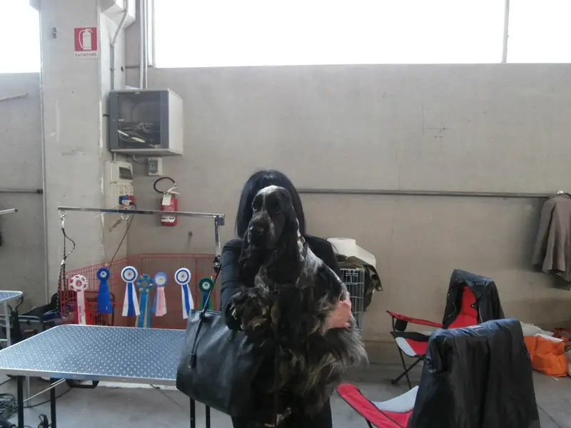 Esposizione canina a Montchiari