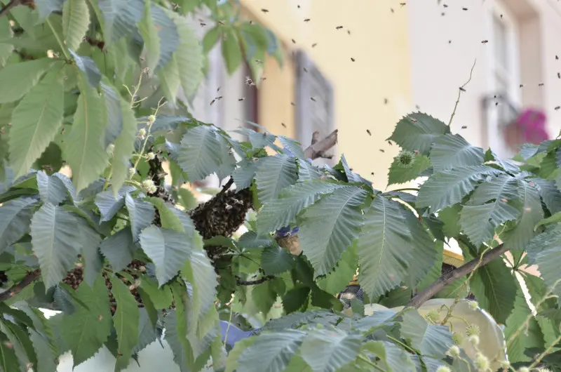 Sciame d'api in città, in via San Faustino