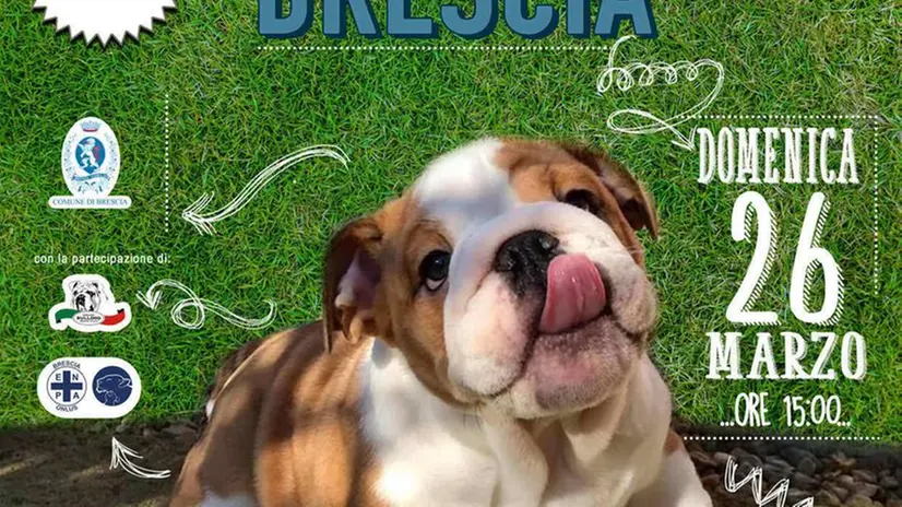 Bulldogday al Parco Castelli