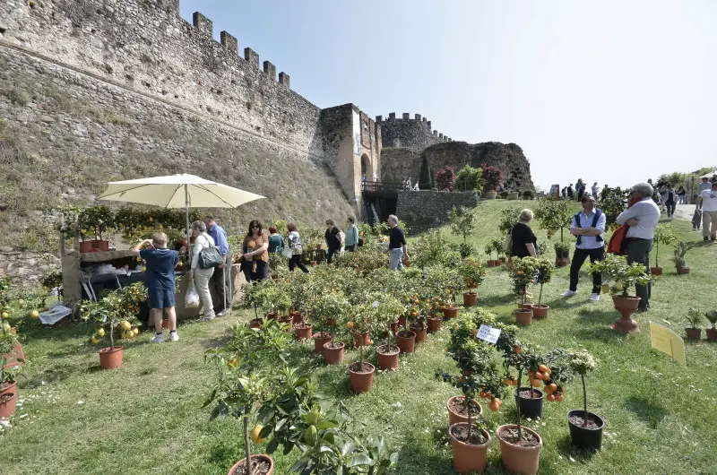 Fiori nella rocca a Lonato