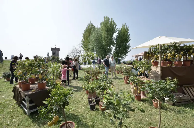 Fiori nella rocca a Lonato