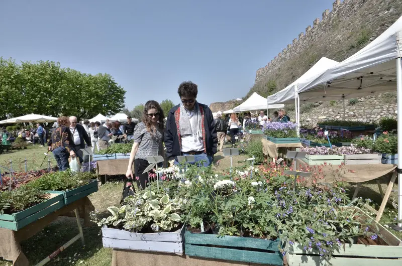 Fiori nella rocca a Lonato