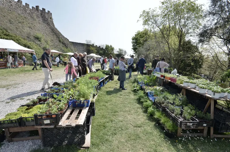 Fiori nella rocca a Lonato