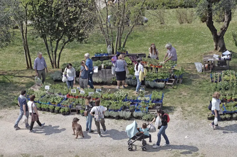 Fiori nella rocca a Lonato