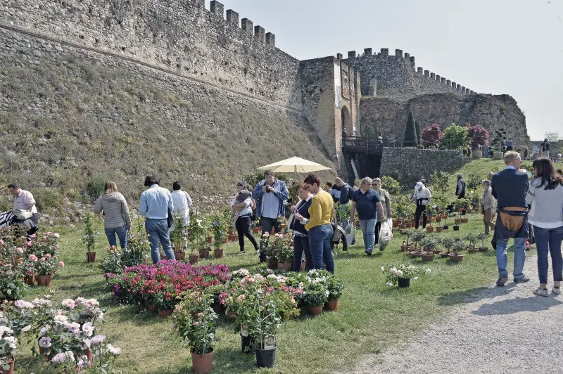 Fiori nella rocca a Lonato