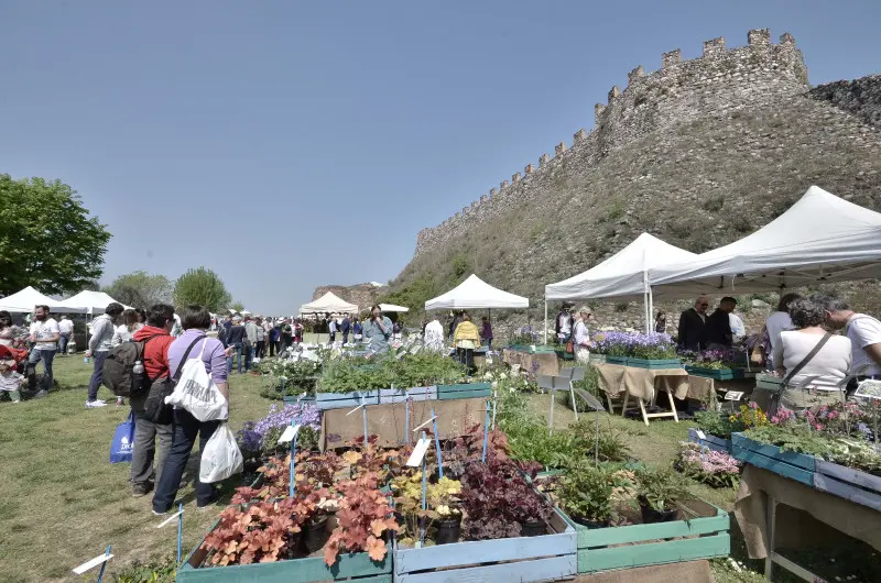 Fiori nella rocca a Lonato