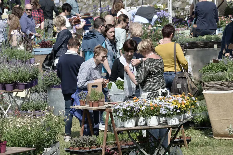 Fiori nella rocca a Lonato