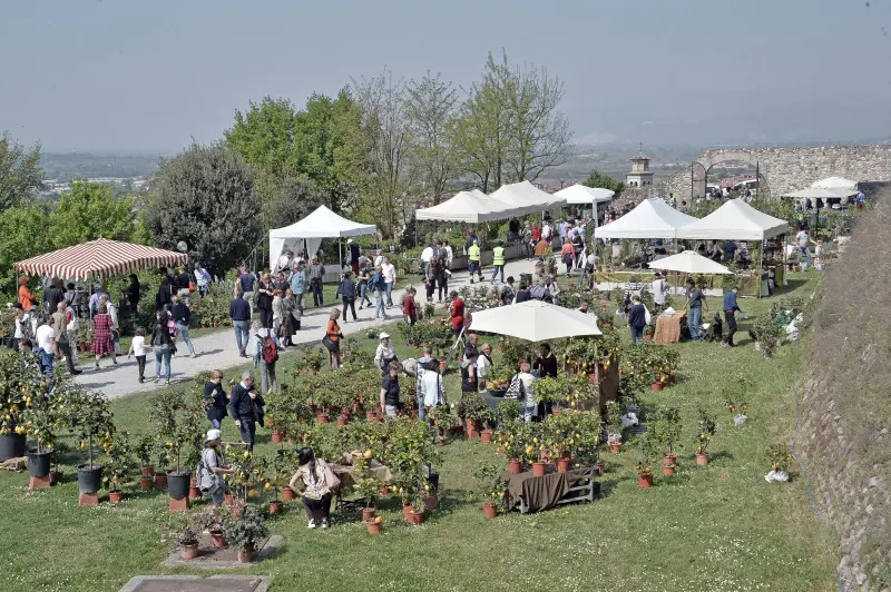 Fiori nella rocca a Lonato