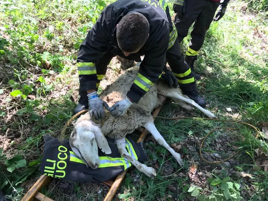 La pecora salvata dai Vigili del fuoco