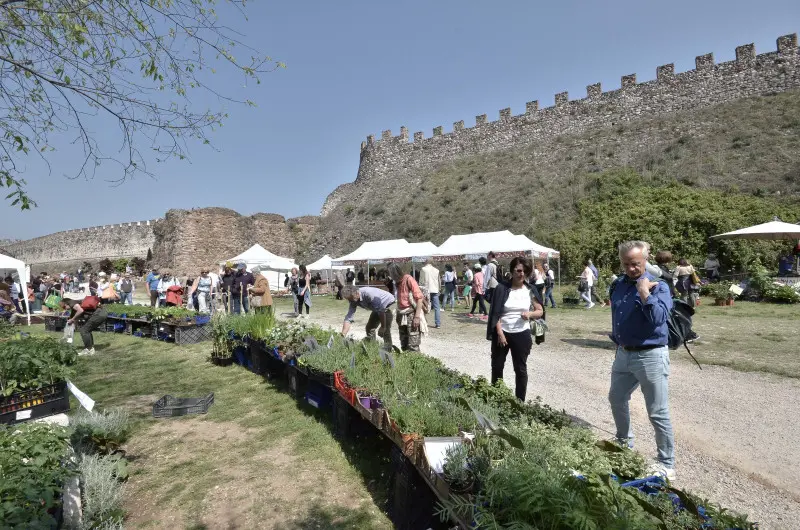 Fiori nella rocca a Lonato