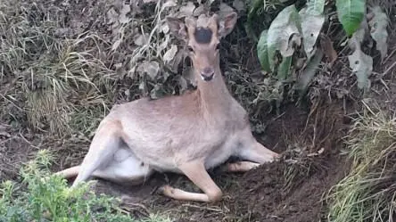 Il daino ritrovato a Villachiara