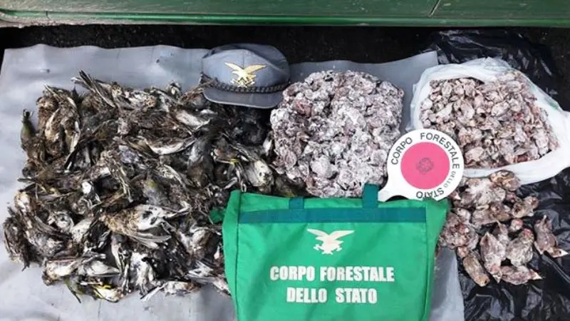 Blitz della Forestale a Odolo: sequestrati 500 uccellini protetti