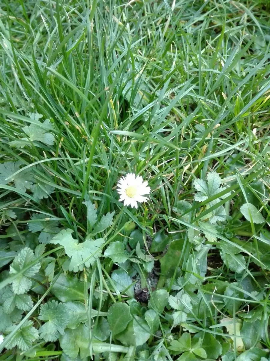 I fiori fuori stagione fotografati dai lettori