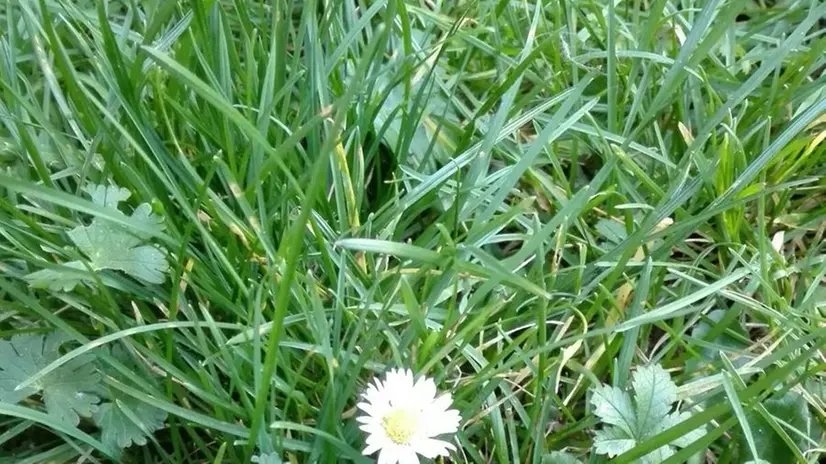 I fiori fuori stagione fotografati dai lettori