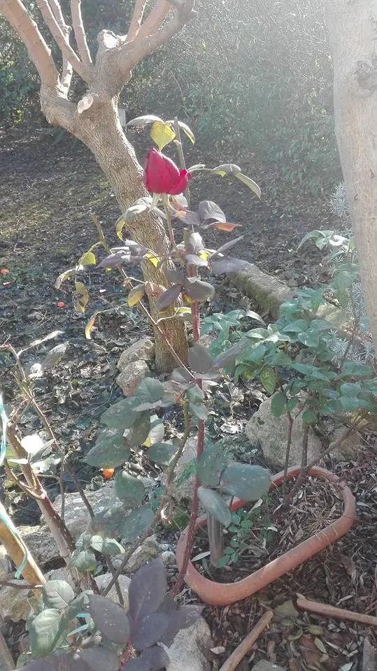 Nel giardino di Monica sboccia una rosa