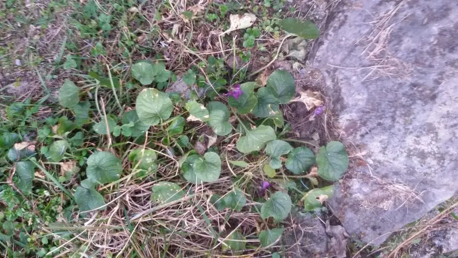 Non solo margherite, in questo dicembre spuntano anche le viole