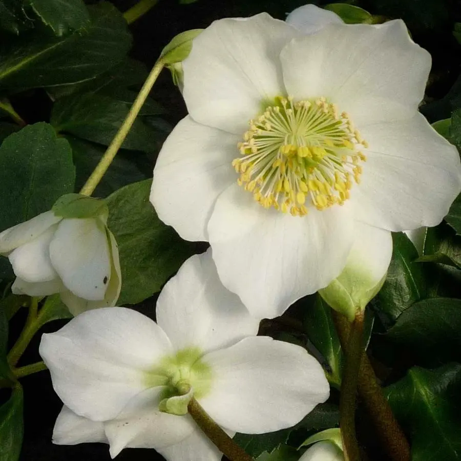 I fiori fuori stagione fotografati dai lettori