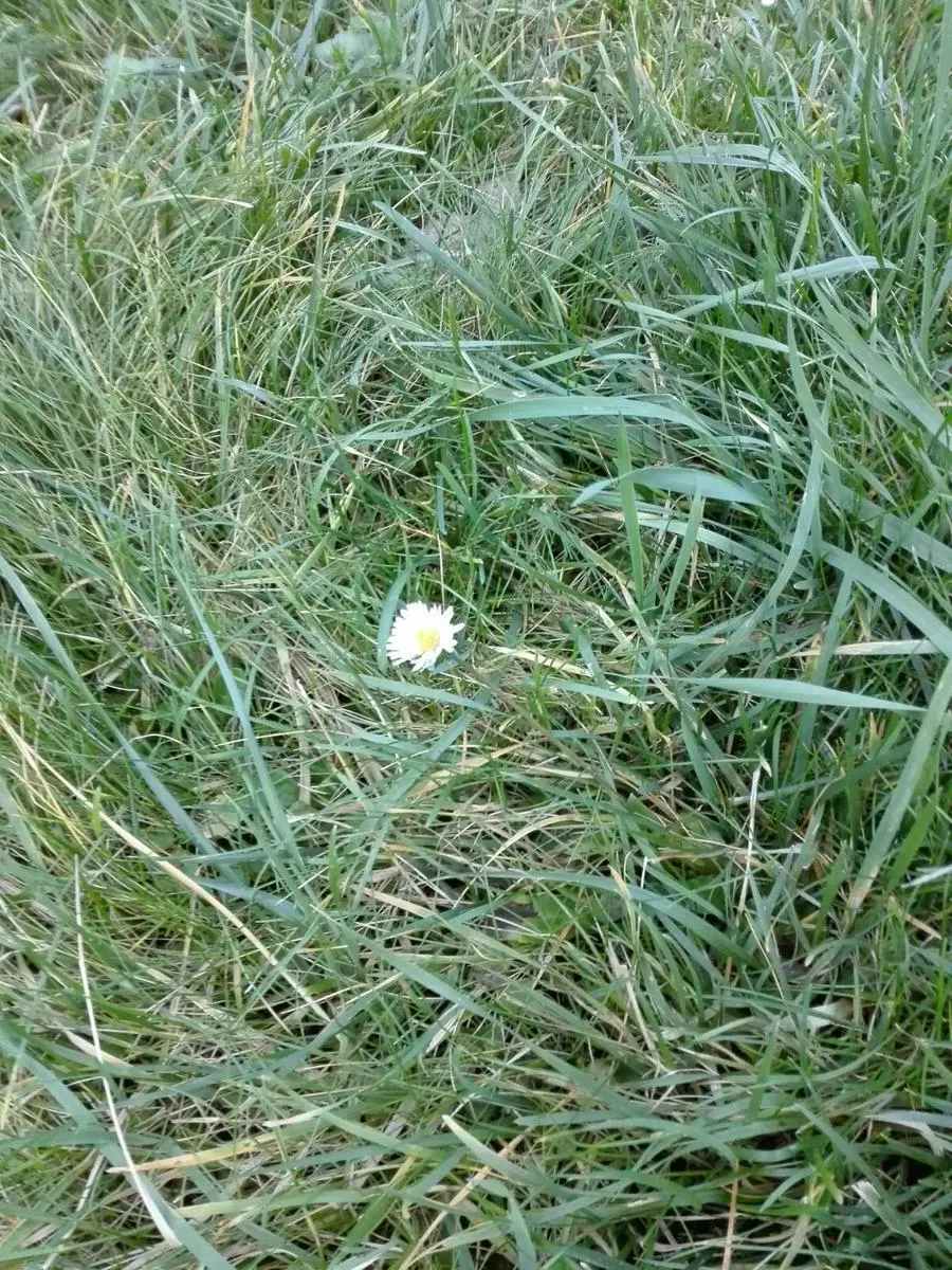 I fiori fuori stagione fotografati dai lettori