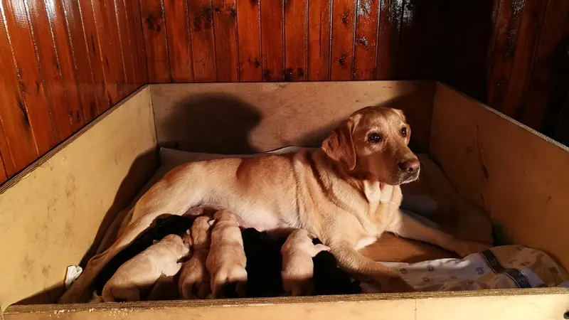 Dieci cuccioli per il cane che aiutò Amatrice