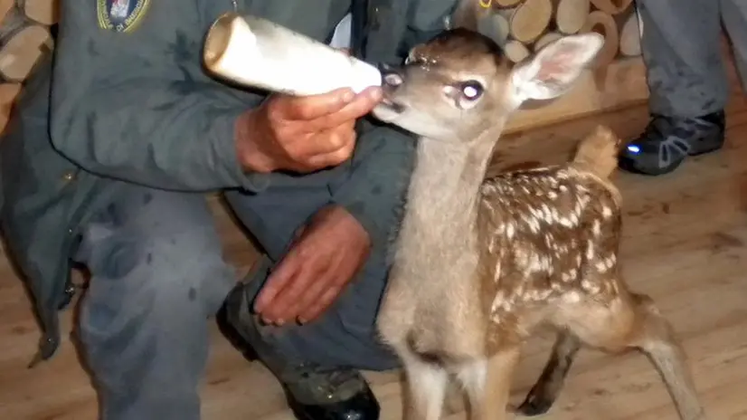 Animali selvatici soccorsi