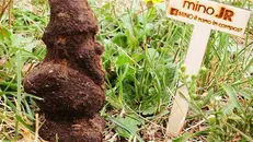Mino Jr, il nano da giardino in compost