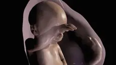 Modello in 3D di un feto  (fonte: Radiological Society of North America)