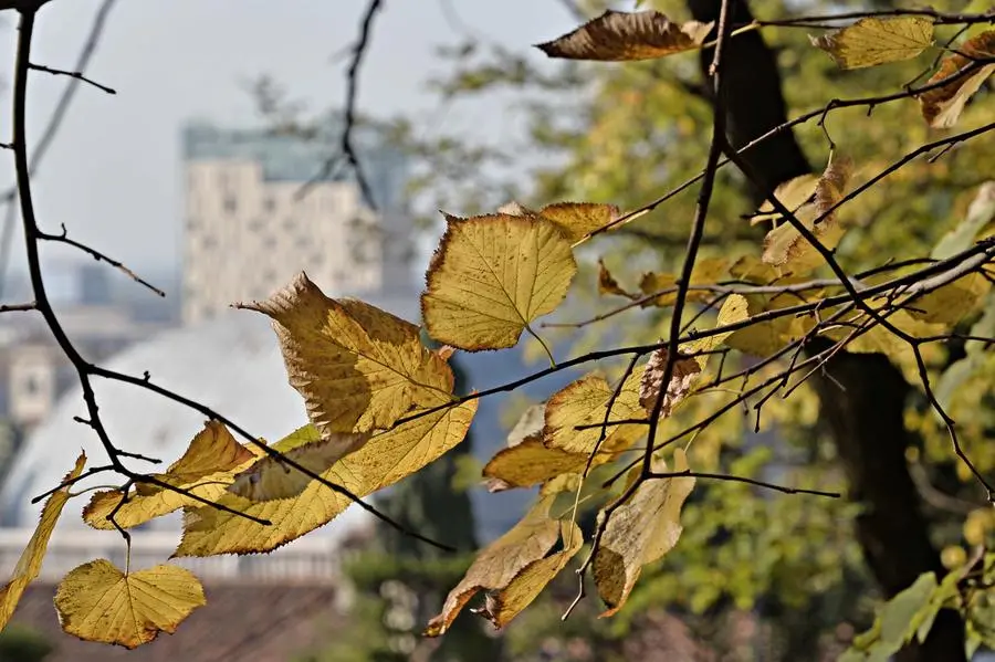 L'autunno in città