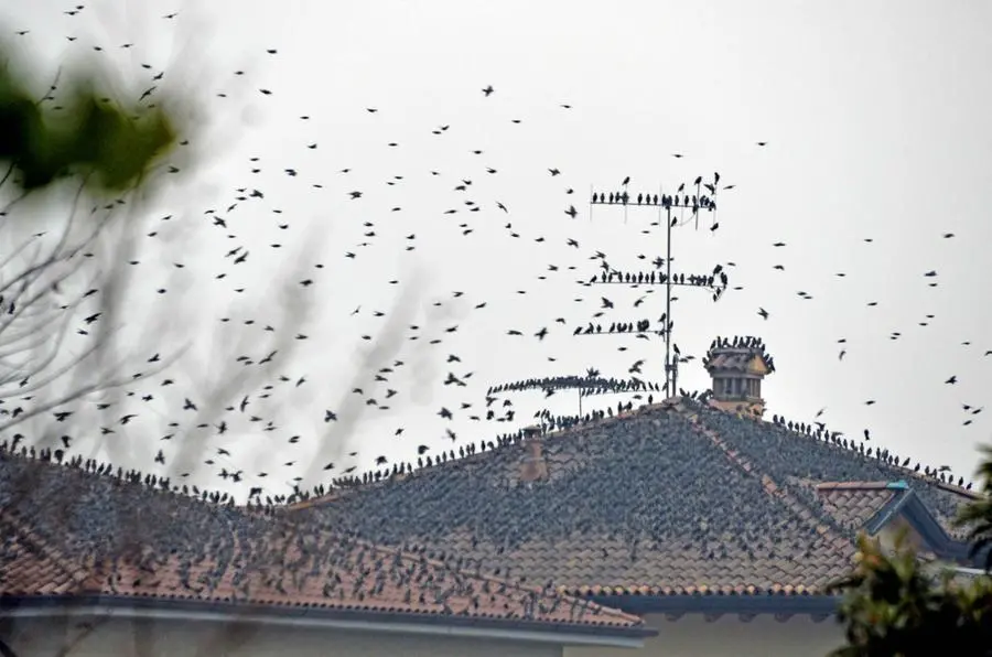 Storni a Corte Franca