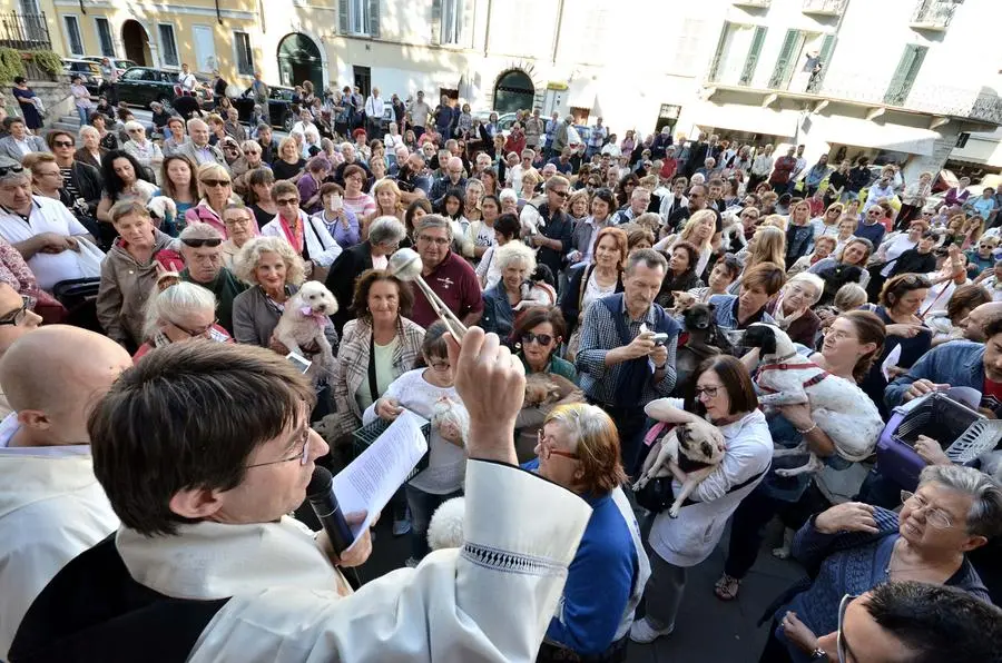 San Francesco, un centinaio gli animali alla benedizione