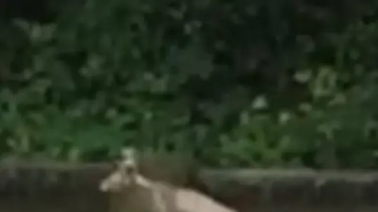 L'animale avvistato a Palazzolo