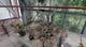 L'orto botanico di Toscolano