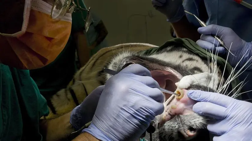 L'operazione alla tigre Kashi