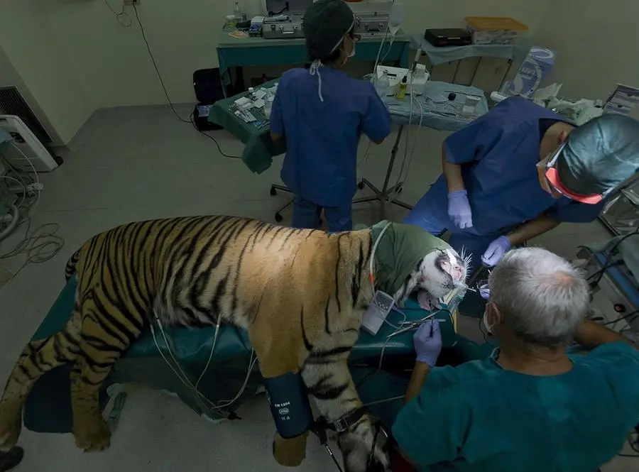 L'operazione alla tigre Kashi