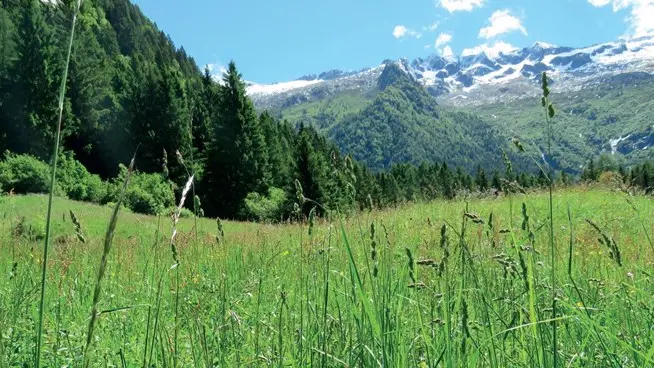 I più bei prati da sfalcio della Alta Valcamonica