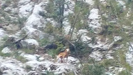 Cane recuperato dal cielo