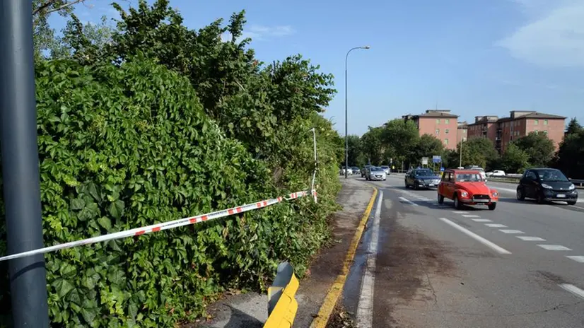 Via Volturno, albero caduto a ridosso della Ovest