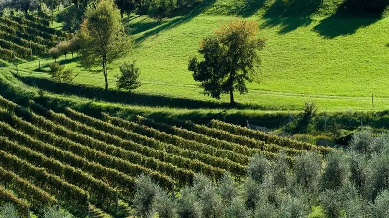 I vigneti e gli uliveti di Puegnago del Garda