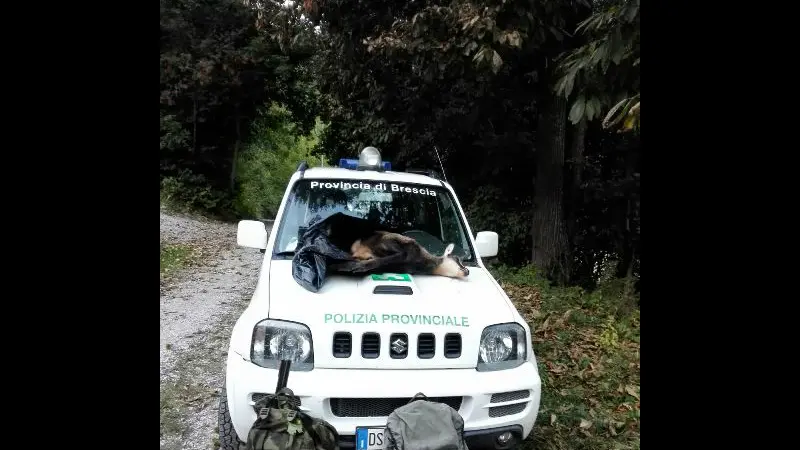Il camoscio abbattuto a bagolino