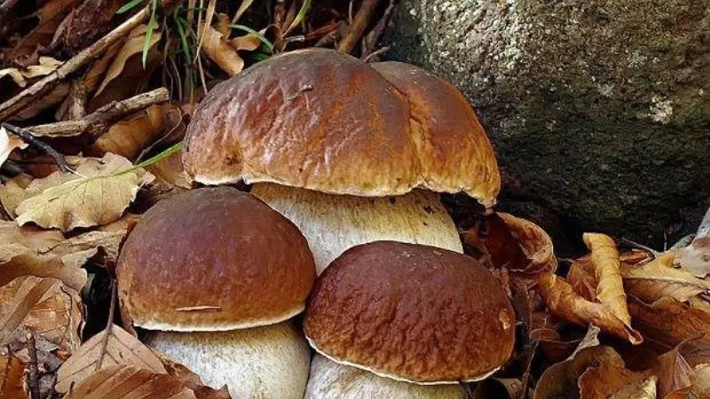 Funghi porcini