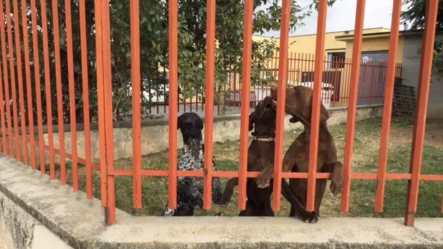 I tre esemplari di bracco