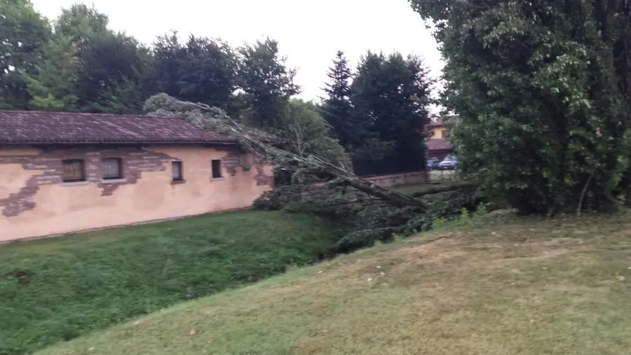 Alberi caduti a Gussago