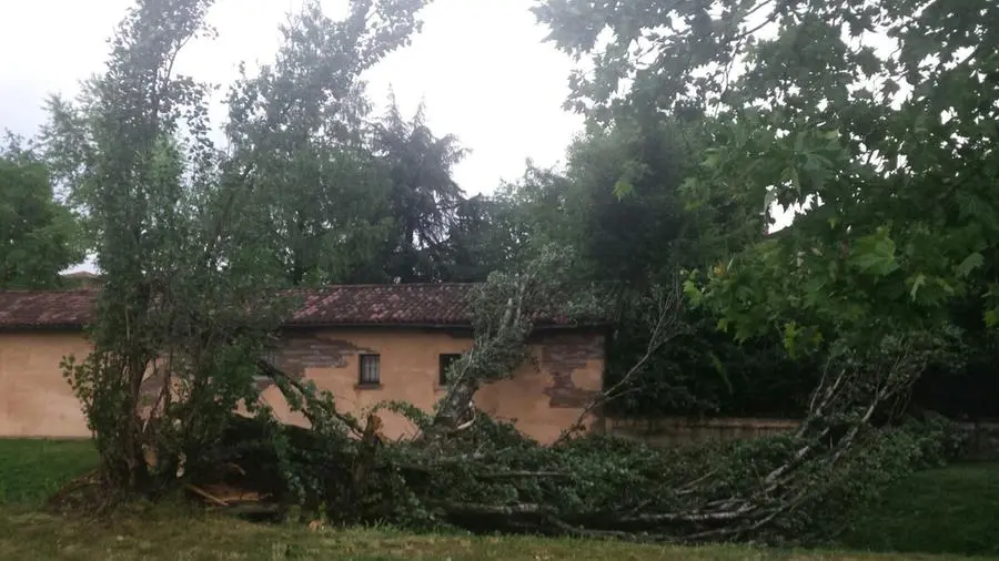 Alberi caduti a Gussago