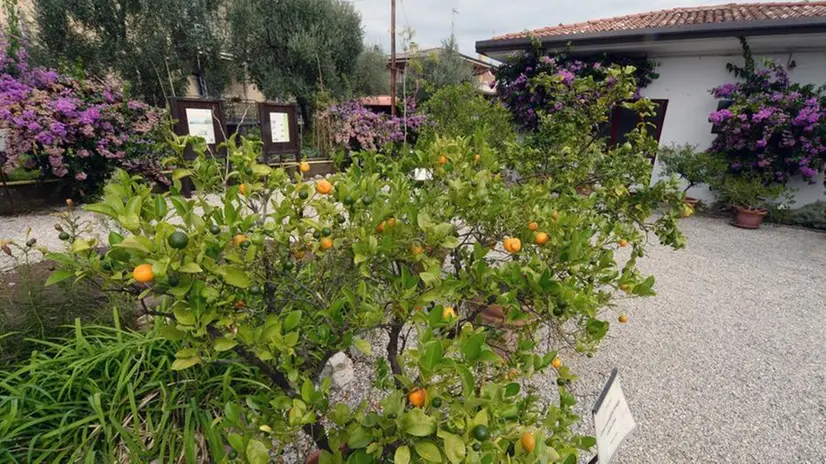 L'orto botanico di Toscolano/2