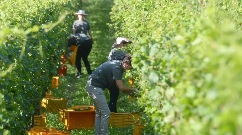In Franciacorta è già tempo di vendemmia