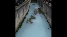 Il liquido bianco nel torrente La Canale