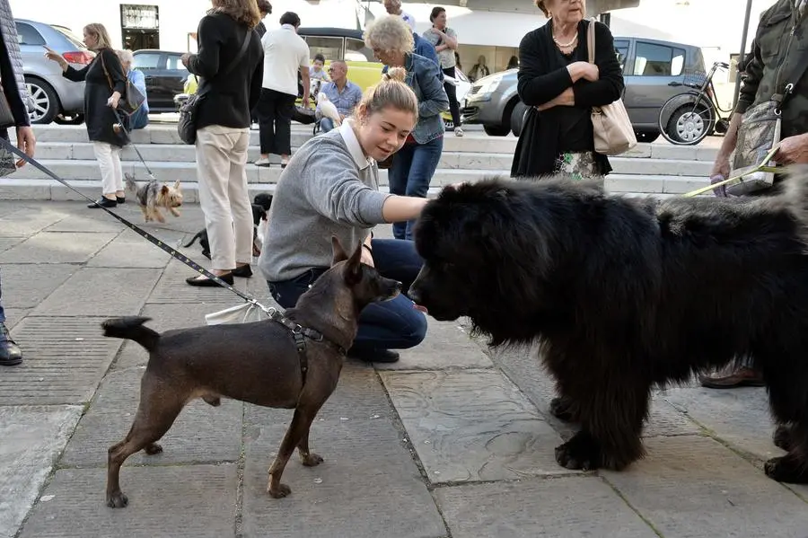 San Francesco, un centinaio gli animali alla benedizione