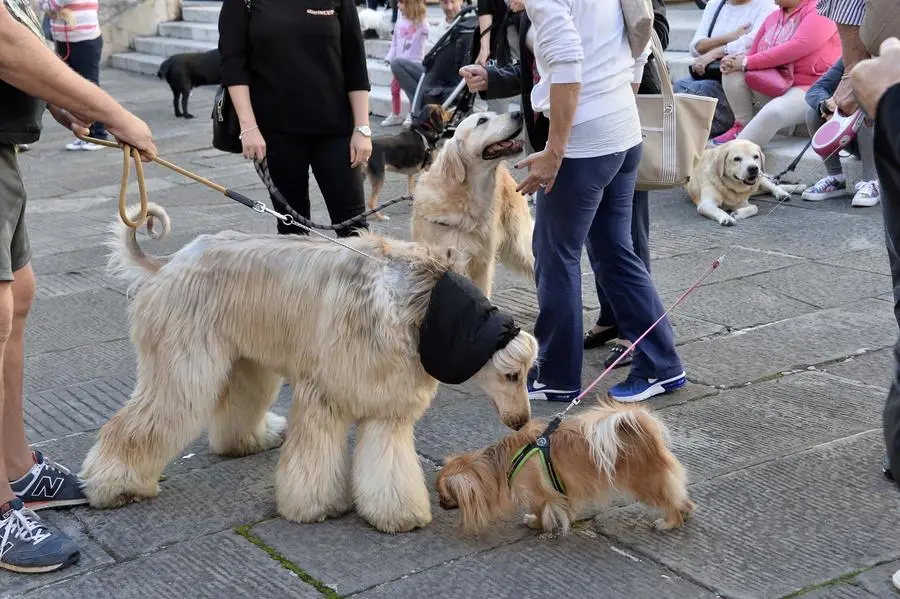 San Francesco, un centinaio gli animali alla benedizione