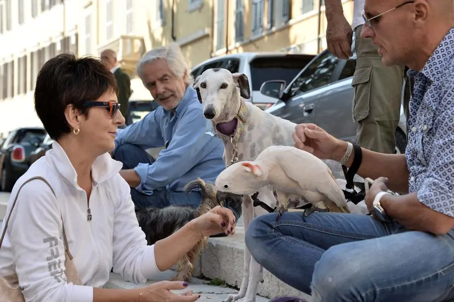 San Francesco, un centinaio gli animali alla benedizione